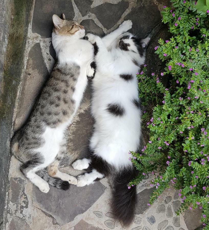 Villa Lumbalumba ロヴィーナ エクステリア 写真